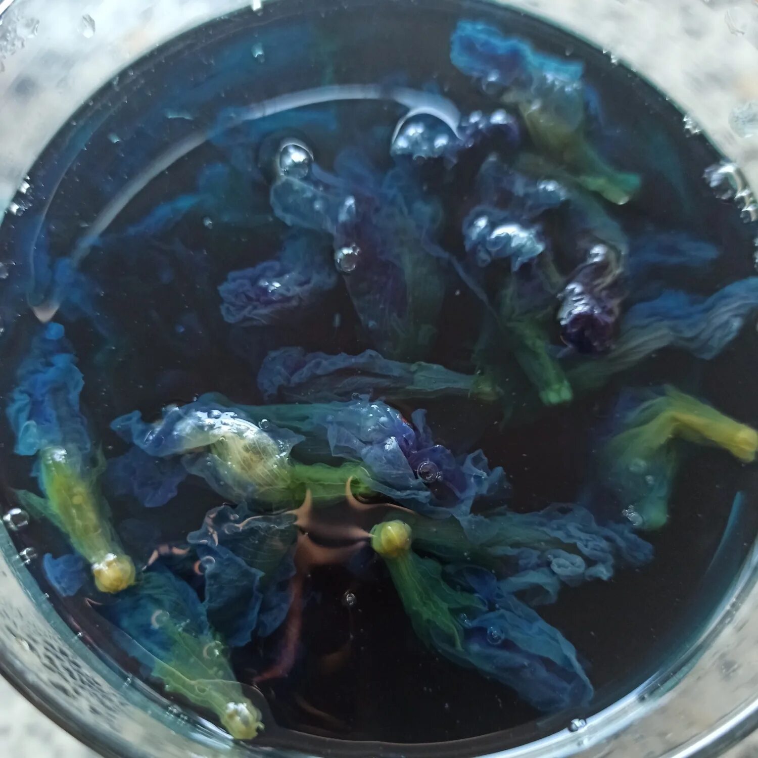 Анчан растение как выглядит Thai Beverage Recipe Pranee's Thai Kitchen Butterfly pea flower, Pea flower, Pla