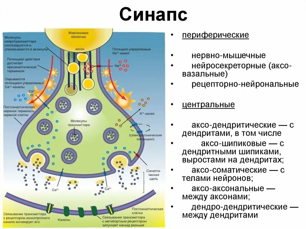 Импульс мозг аксон. Строение межнейронного синапса. Медиаторы синапсов схема. Схемы синаптических контактов нейронов. Схема синапса нейромедиаторы.