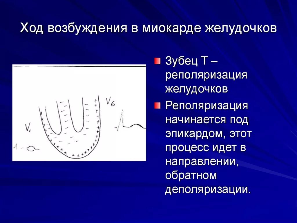 Реполяризации диффузного характера. Преждевременная деполяризация желудочков на ЭКГ. Ход возбуждения в миокарде желудочков. Реполяризация миокарда желудочков. Реполяризация желудочков это зубец.