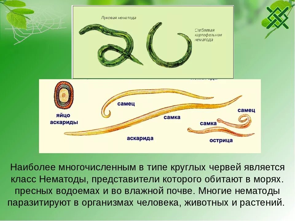 Тип круглые черви класс нематоды представители. Представители класс червей нематоды. Nematoda (круглые черви). Тип круглые черви нематоды 7 класс. Глисты биология