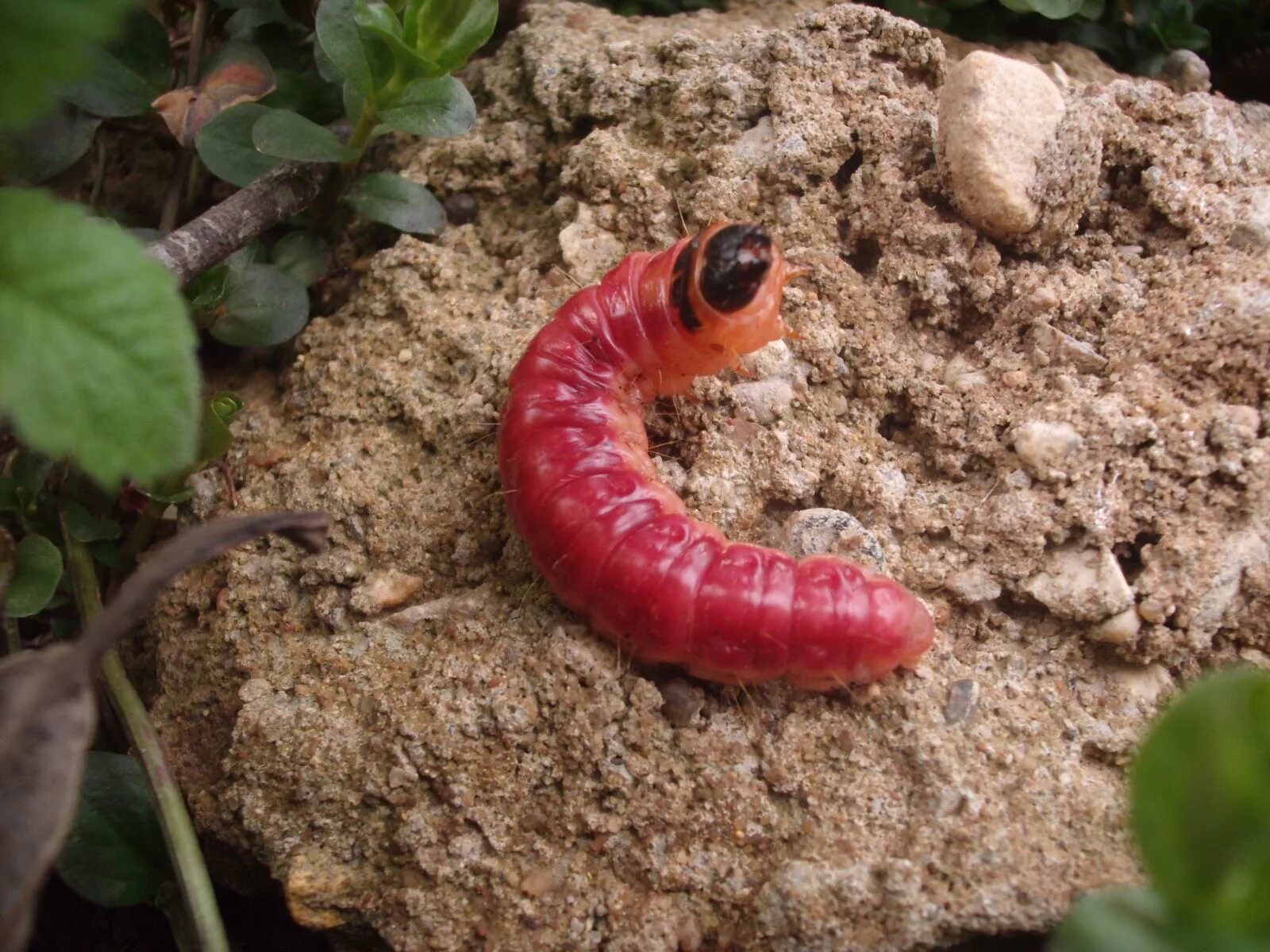 Красная личинка. Cossus cossus гусеница. Cossus cossus древоточец пахучий. Красный древоточец гусеница. Древоточец пахучий гусеница.