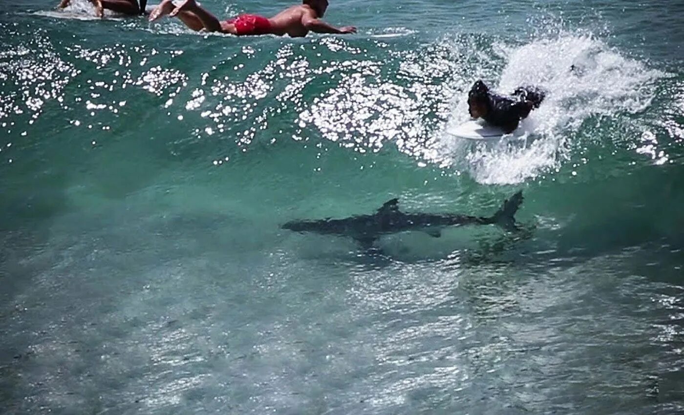 Нападение акулы на мальдивах. Нападение акул в Шарм Эль Шейхе.