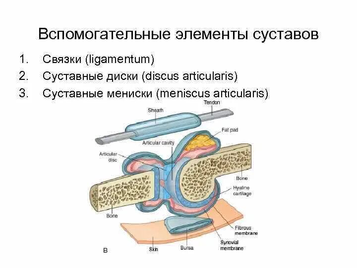 Артросиндесмология - презентация онлайн