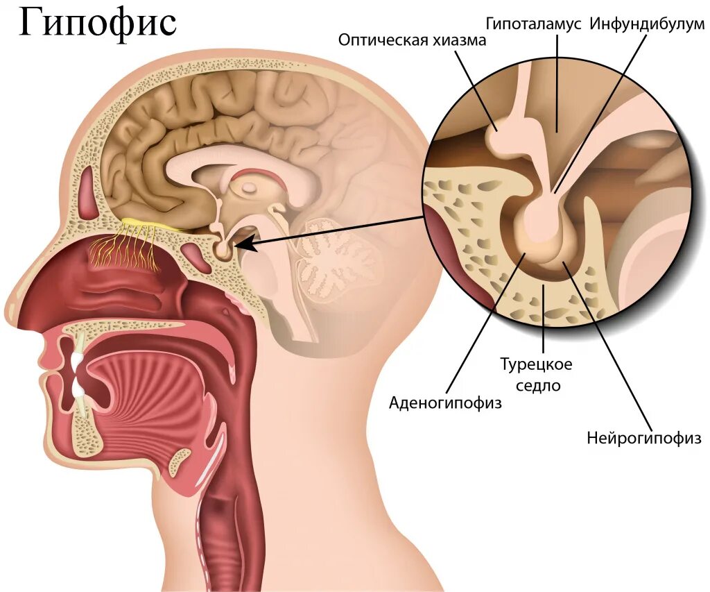 Образование турецкого седла. Гипоталамус и гипофиз анатомия. Гипоталамус и гипофиз 3д. Гипофиз гипоталамус шишковидная железа. Гипофиз анатомия человека.