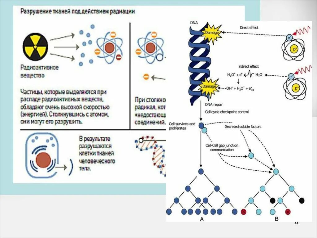 Разрушение тканей под действием радиации. Биологическое действие ионизирующего излучения схема. Разрушение тканей под действием радиации схема. Ионизирующее излучение ДНК. Радиация механизм