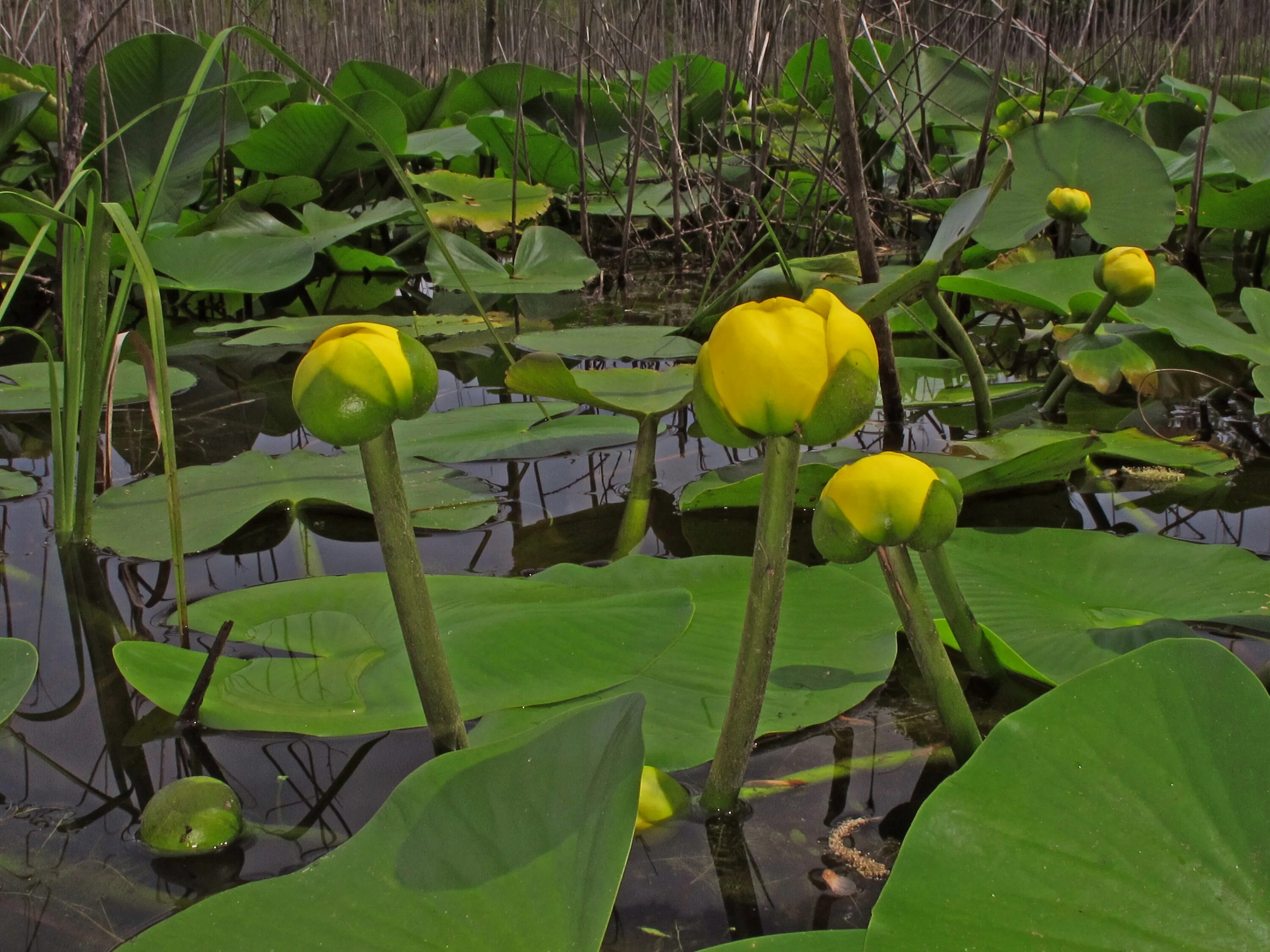 Кувшинка кубышка. Кубышка (Nuphar). Кувшинка желтая кубышка. Кубышка желтая водяная Лилия. Кубышка растет