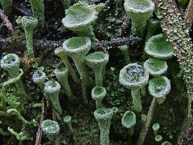 Кладония лишайников. Кустистая кладония. Кладония бокальчиками. Хенотекопсис красноножковый лишайник.