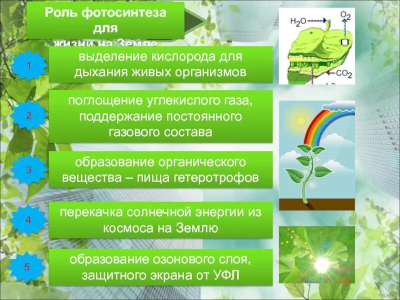 Роль фотосинтеза для живых организмов. Значение фотосинтеза в природе. Роль процесса фотосинтеза. Роль фотосинтеза в жизни.