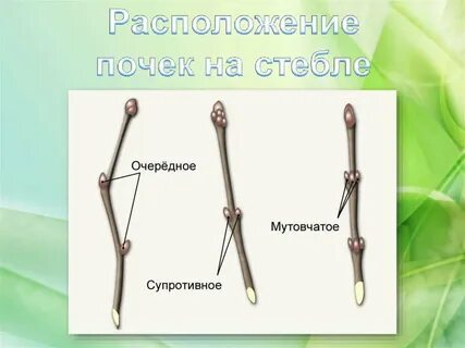 Почки расположены