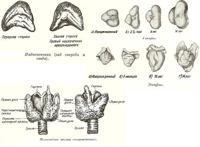 Возрастные изменения желез. Возрастные особенности надпочечников. Возрастные особенности развития надпочечников. Возрастные изменения надпочечников. Надпочечники строение анатомия.