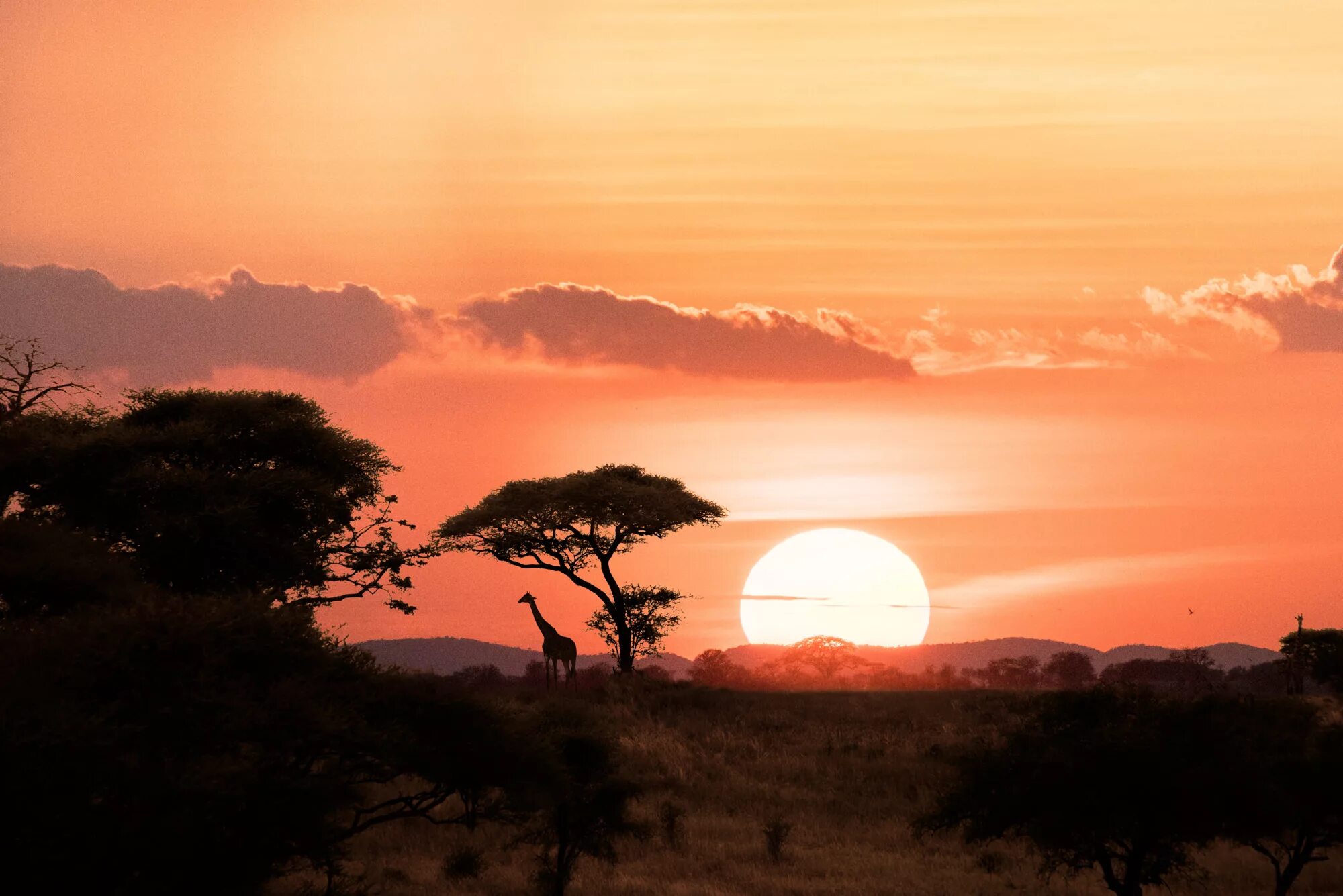 Каждое утро в африке. Серенгети Танзания ночь. Кения Саванна. Танзания сафари закат. Танзания сафари пейзаж.