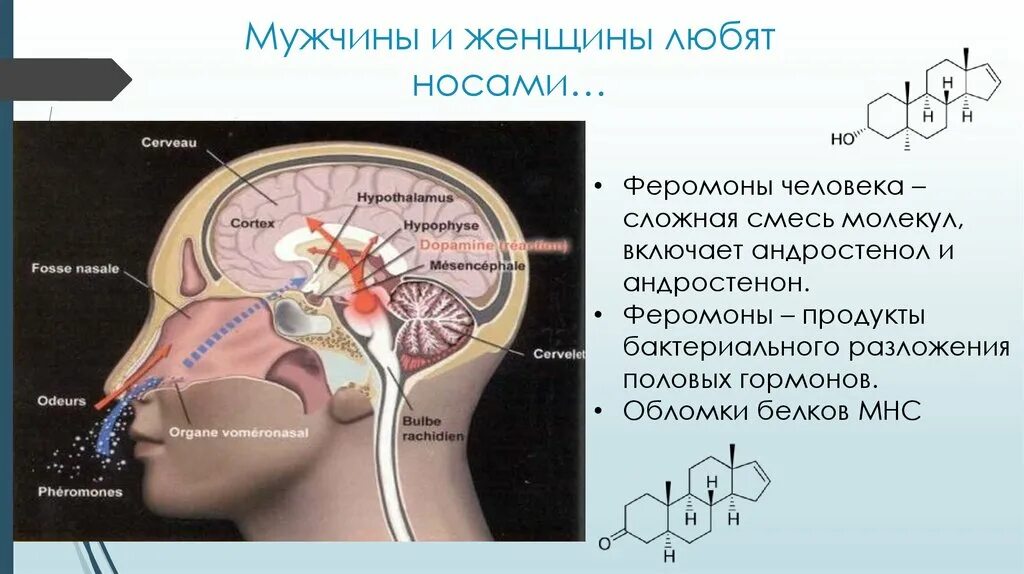 Феромоны женщины для мужчины. Феромоны человека. Вомероназальный орган у человека. Вомероназальный (Якобсонов) орган. Феромоны это гормоны.