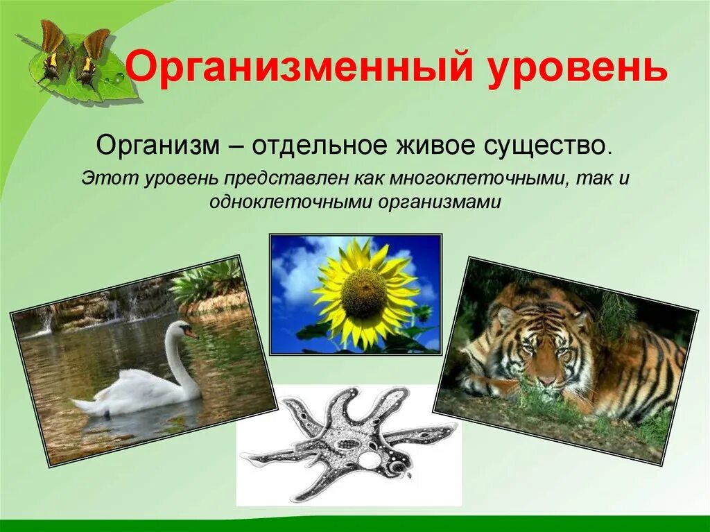 Назовите уровни организации многоклеточного организма. Организменный уровень организации живого. Органнизменныйый уровень. Организменный уровень жизни. Организменный уровень организации жизни.