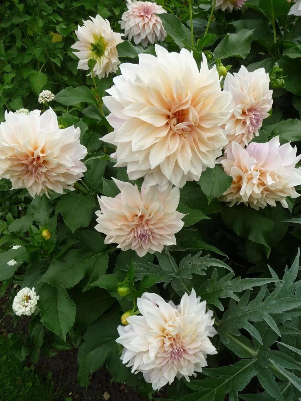 Cafe Au Lait Dahlia