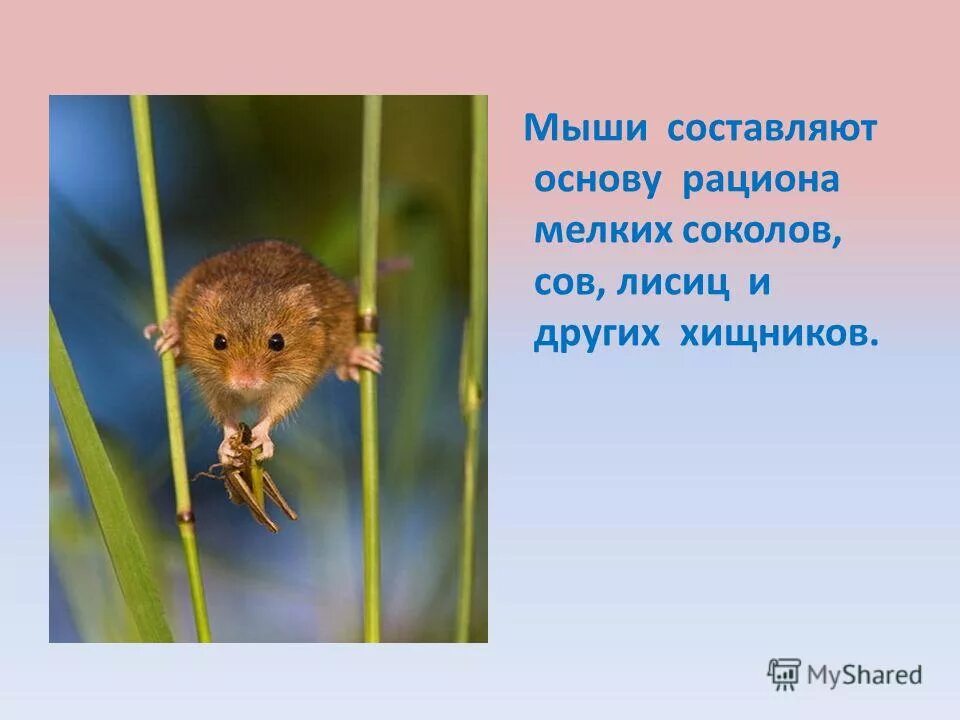 Предлоги задания для дошкольников. Предложение со словом мышь 3 класс. Мышь составить предложение. Предложение про мыша. Омонимы мышь.