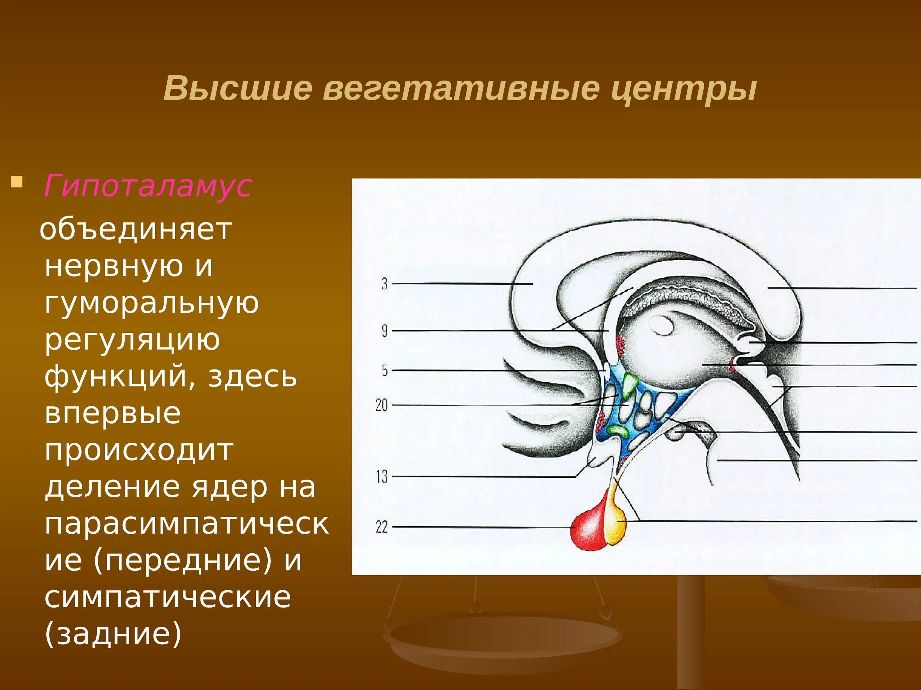 Гипоталамус центр вегетативной нервной системы. Вегетативные нервные центры гипоталамуса. Высший центр регуляции вегетативной нервной системы. Гипоталамус ВНС. Вегетативным является ядром