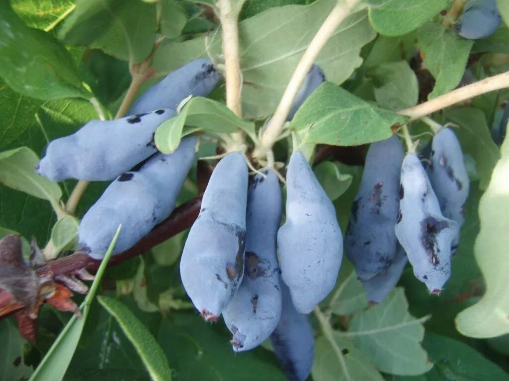 Жимолость съедобная (lonicera edulis `нимфа`). Жимолость камчатская зойка. Жимолость камчатская описание сорта. Жимолость камчатская описание сорта. Жимолость камчатская амфора.