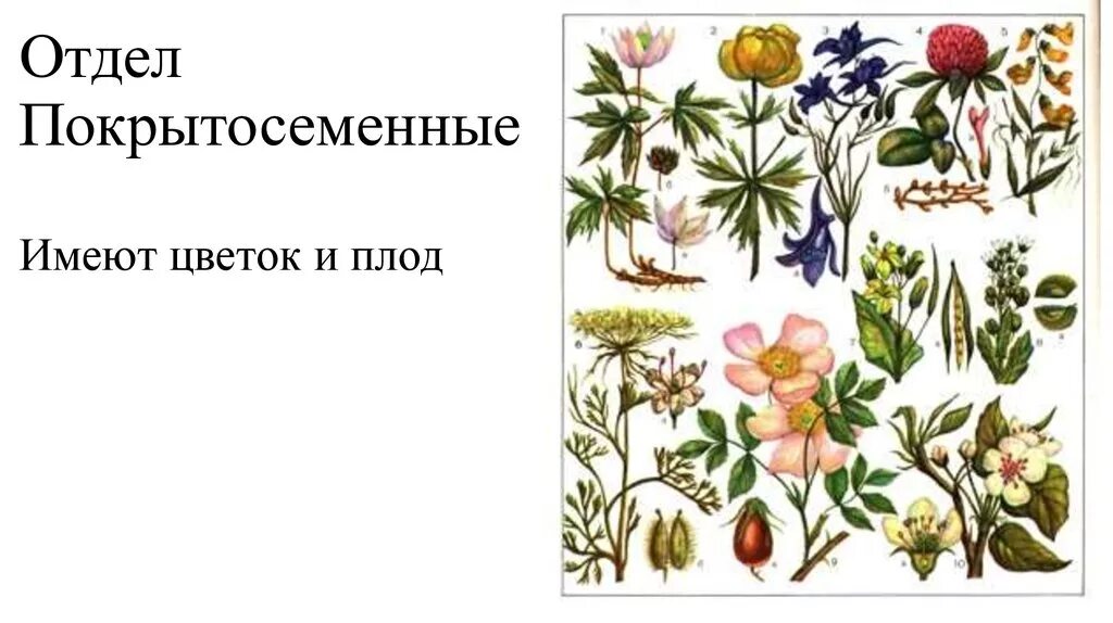 Семейство цветковых покрытосеменных. Отдел цветковые растения. Отдел Покрытосеменные растения. Семейства растений рисунки.