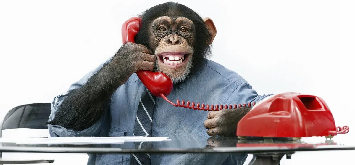 Приколы по телефону слушать. Обезьяна с телефоном. Мартышка с телефоном. Шимпанзе. Тело обезьяны.