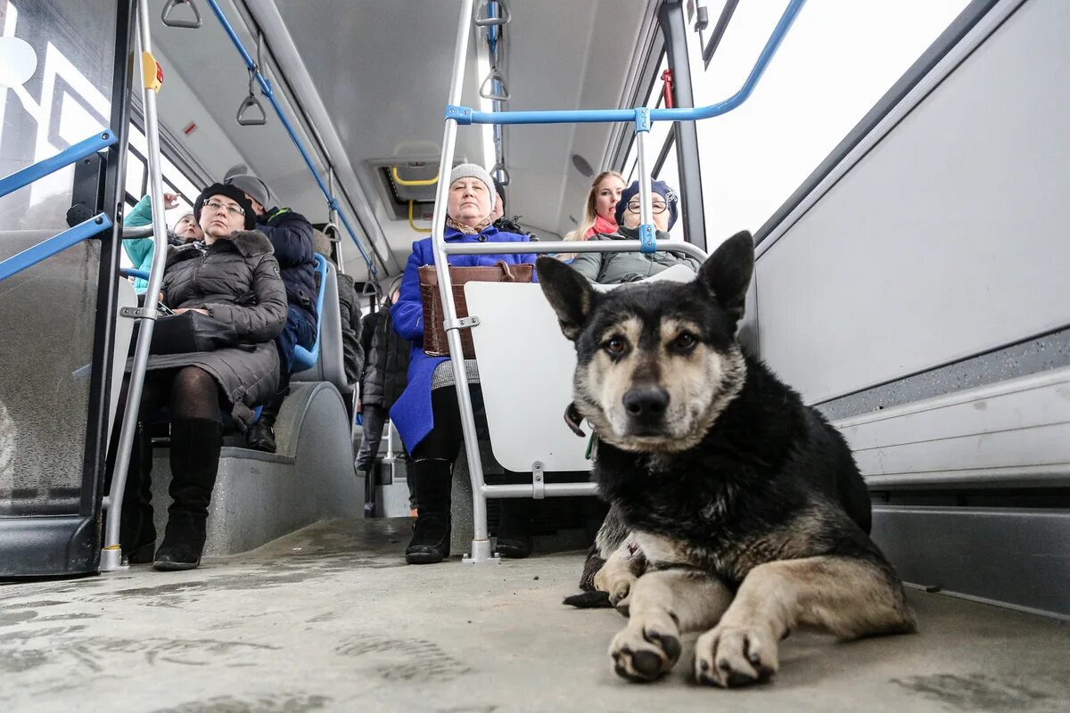 Можно перевозить собаку в автобусе