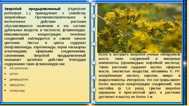 Польза зверобоя для организма. Состав зверобоя. Зверобой интересные факты. Жизненная форма зверобоя продырявленного. Желчегонные со зверобоем.