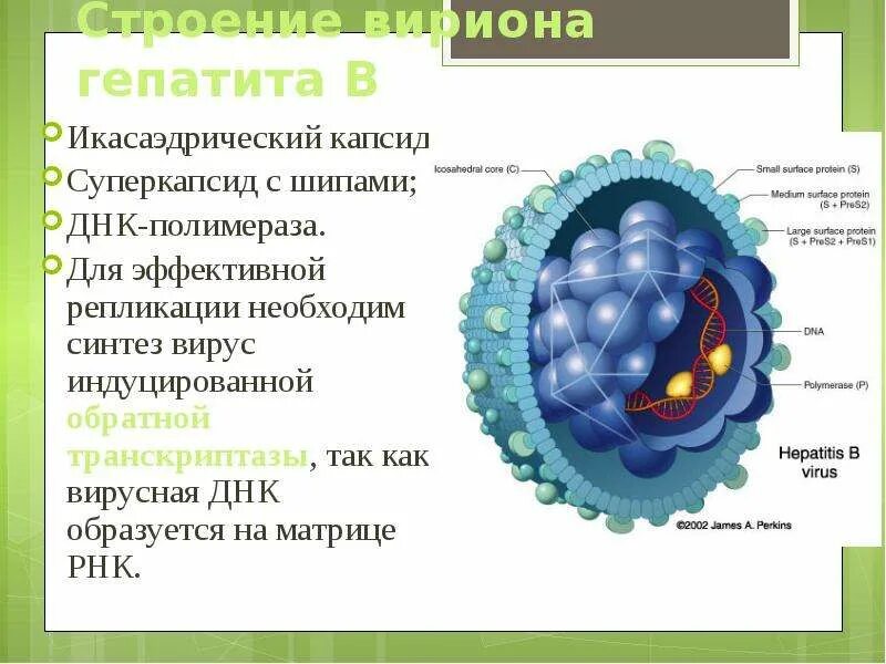 Вирус гепатита с капсид суперкапсид. Капсид и суперкапсид гепатита в. Строение вируса РНК капсид. Строение вируса суперкапсид.