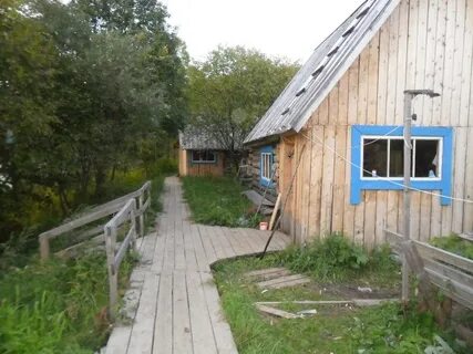 Полуторник кемеровская область