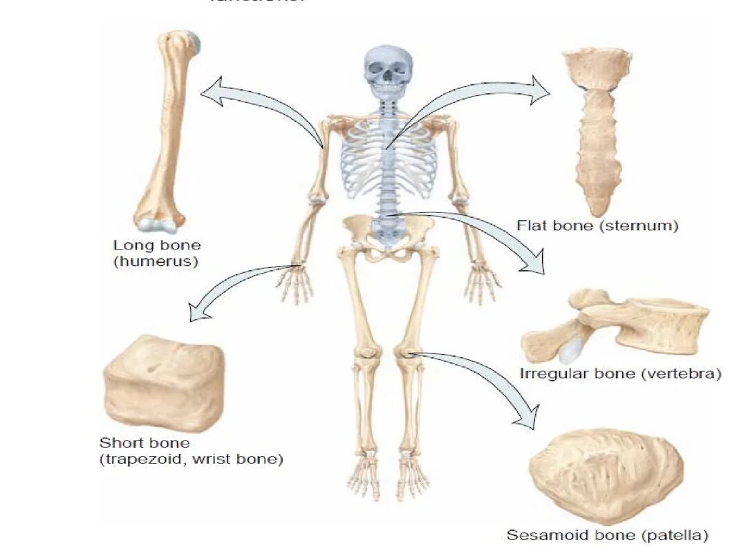 Костная система. Types of Bones. Классификация костей человека. Металлические кости человеческие.