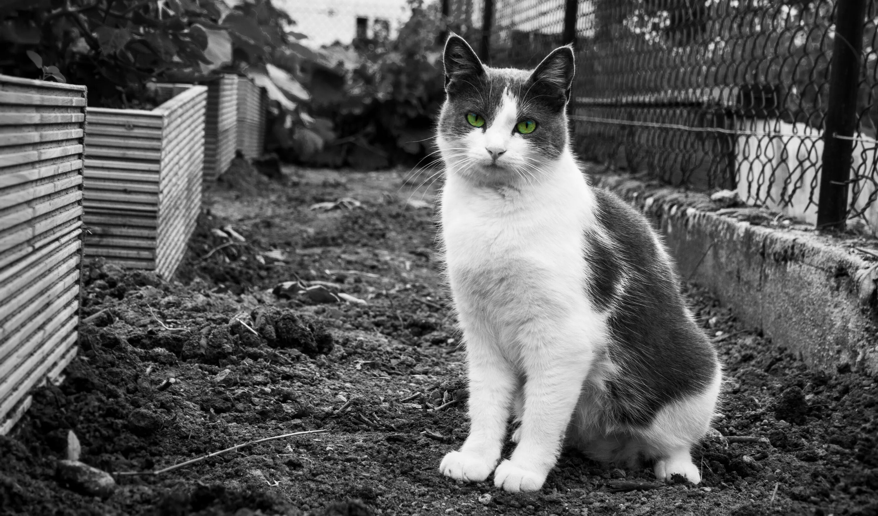 Найди черно белую кошку. Черно белая кошка. черно белая кошечка. котенок черно-белый. черно белая уличная кошка.