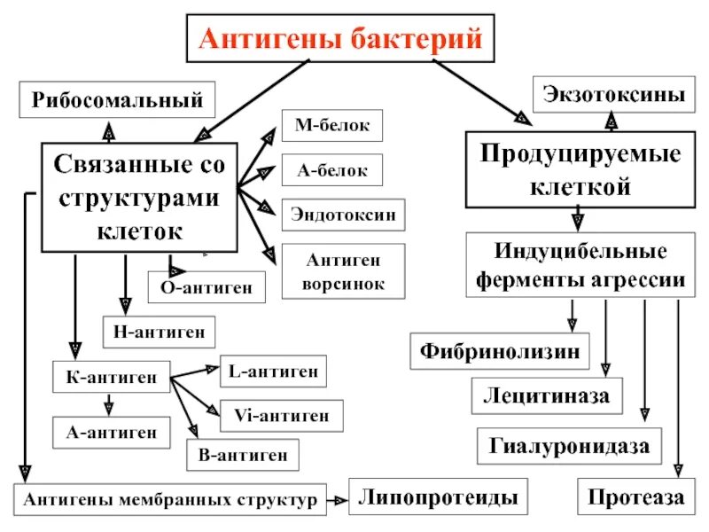 Антигены микроорганизмов схема. Антигенная структура микроорганизмов бактерий вирусов. Антигенная структура корона вирус. Антигены бактерий и вирусов человека. Антигены бактерий.