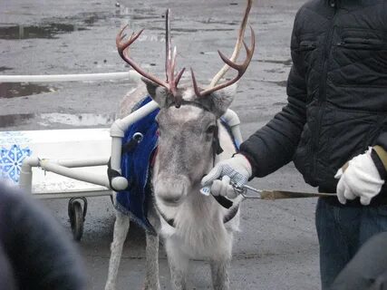 Помощь животных рыбинск