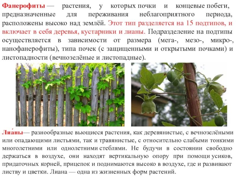 Гемикриптофиты это