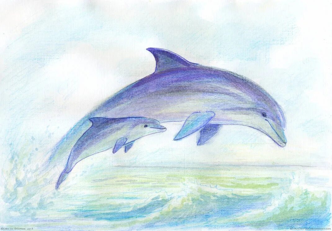 Рисунки 5 класс. Дельфин рисунок. Рисование дельфина. Дельфин рисунок карандашом. Дельфин акварельными карандашами.