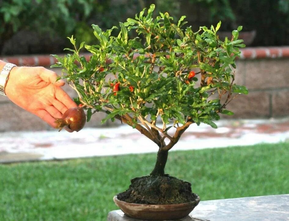 Гранат комнатный. Гранат карликовый. Гранат условия выращивания. Гранат карликовый карфаген. Прорастить гранат.