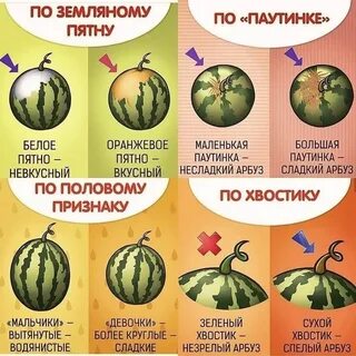 Тест какой ты арбуз