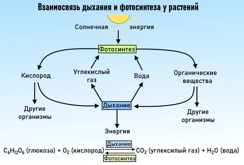 Схемы процессов дыхания и фотосинтез. Схема дыхания растений биология. Взаимосвязь фотосинтеза и дыхания растений схема. Связь процессов дыхания и фотосинтеза у растений 6 класс.