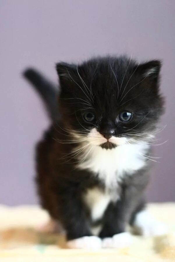 Котенок черно-белый. Черный котенок. Маленький котенок. Котята чёрно белые. Маленький черный белый котенок