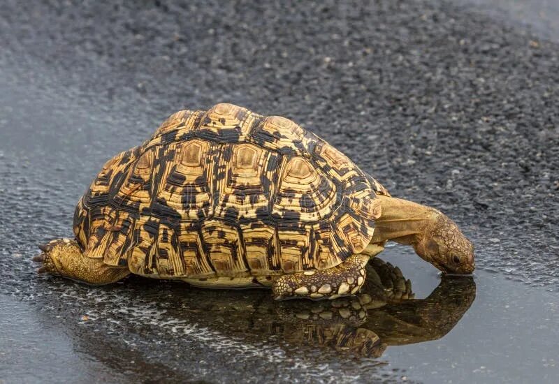 Leopard tortoise
