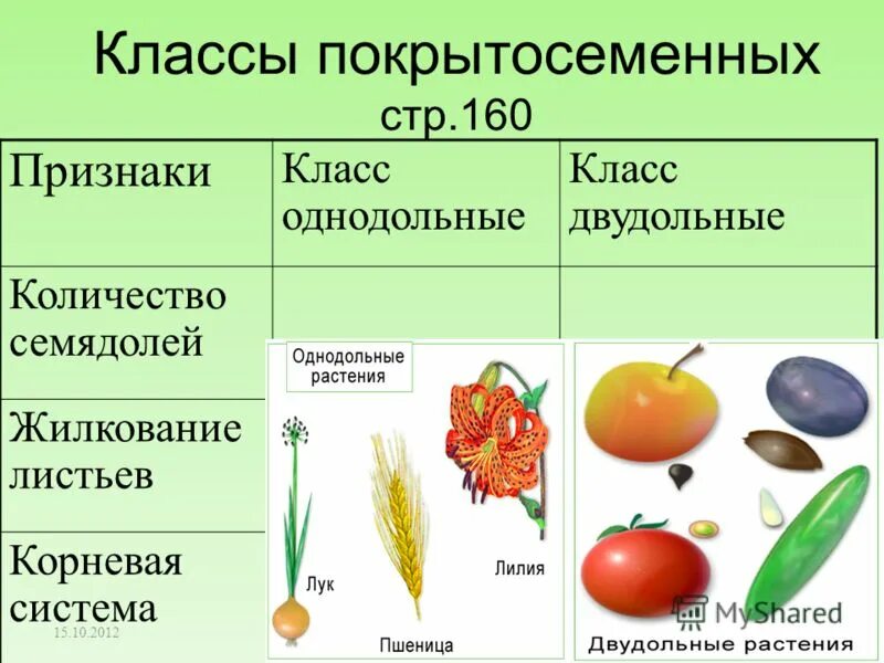Пример однодольных овощных растений Презентация по биологии на тему "Отдел Покрытосеменные"