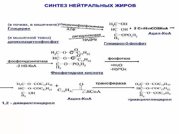 Анонимные отчеты о синтезе. Схема синтеза нейтрального жира. Синтез таг в печени и жировой ткани. Синтез нейтрального жира в тканях реакции. Синтез жирных кислот биохимия реакции.