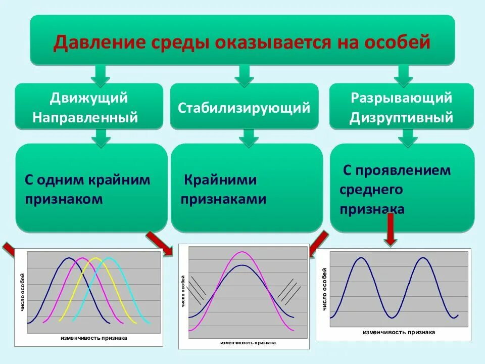 Среднее значение признака в естественном отборе. Давление среды. факторы давления среды. движущий 2) стабилизирующий 3) разрывающий. движущий дизруптивный стабилизирующий среднее проявление.
