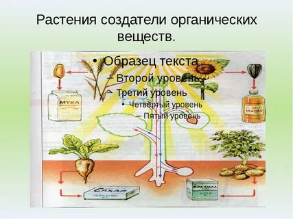 Образуются питательные органические вещества