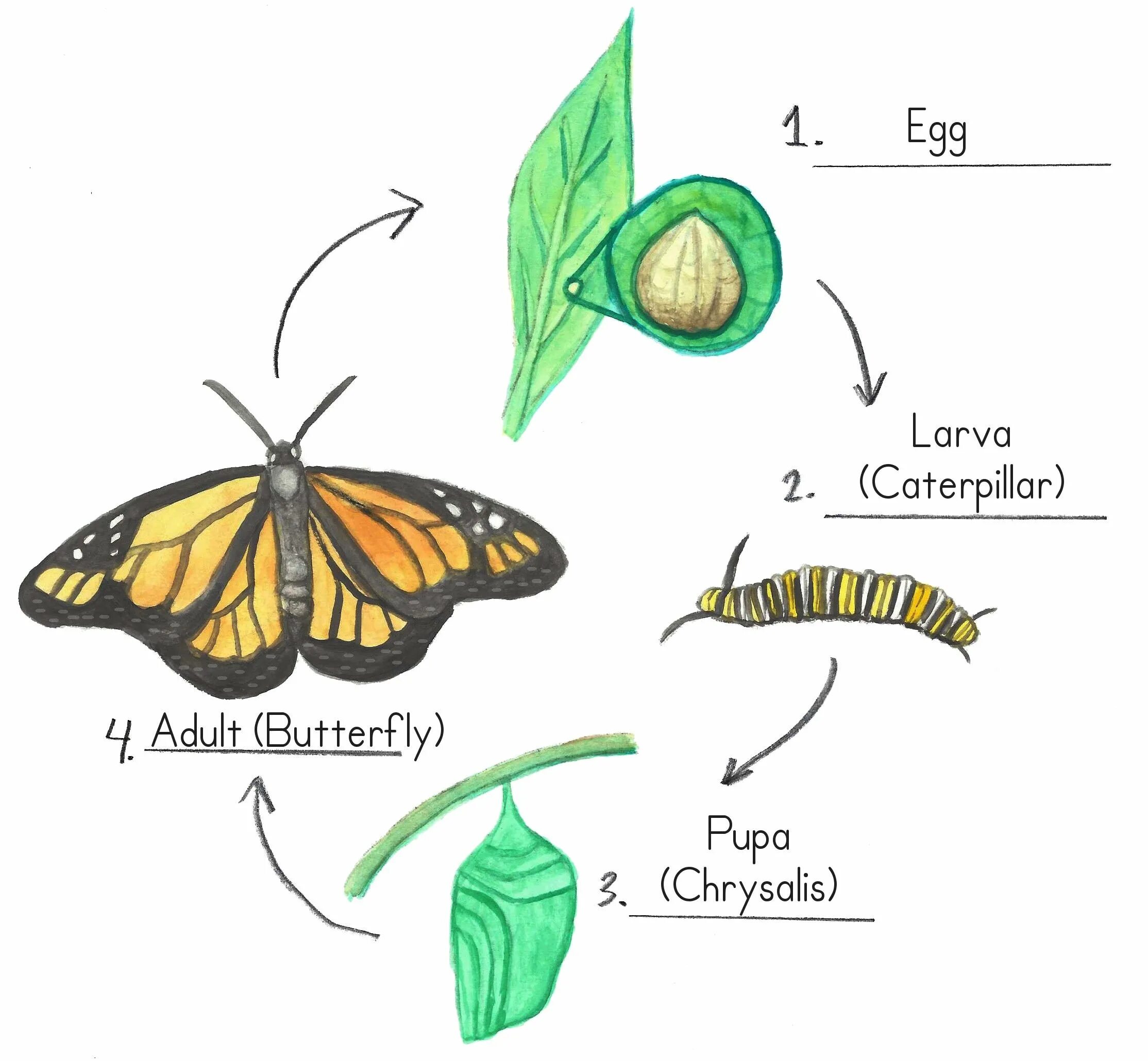 Развитие бабочки схема. Life Cycle of a Butterfly. Стадии развития бабочки. Этапы развития бабочки. Цикл развития бабочки схема.