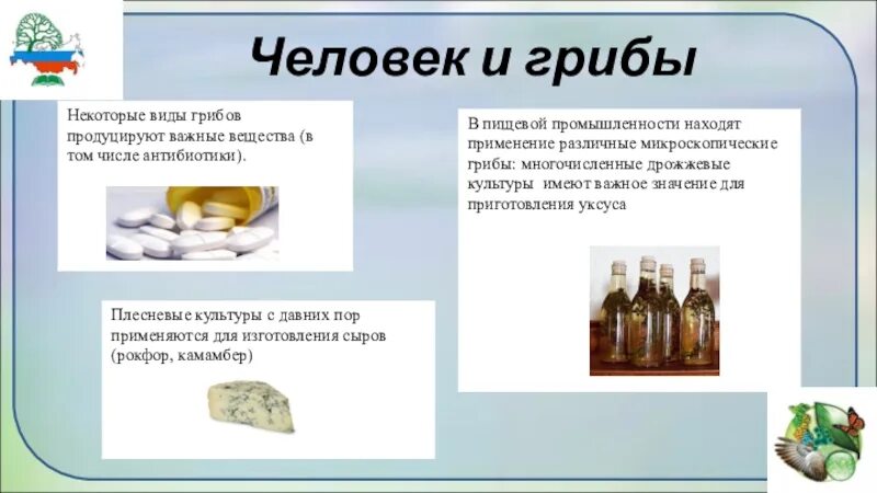 Использование грибов в промышленности. Роль грибов в жизни человека. Как человек использует плесневые грибы. Как плесневые грибы используются человеком. Грибы используют.