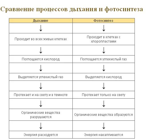 Сравнение дыхания и фотосинтеза схема процесса. Фотосинтез и дыхание таблица биология 6 класс. Таблица сравнения характеристики процессов дыхания и фотосинтеза. Сравнительная характеристика фотосинтеза и дыхания таблица. Где происходит фотосинтез и дыхание таблица