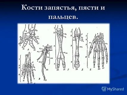 Строение кисти ребенка
