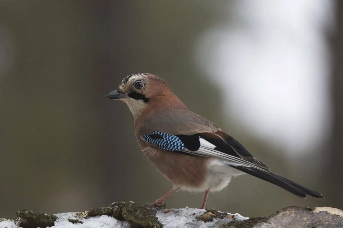 Сойка софт. Рыжеголовая сойка. garrulus glandarius. сойка европейская. сойка самка.