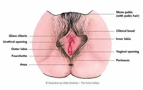 Vulva And Clit Pic