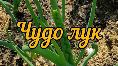 Вырастет чудо