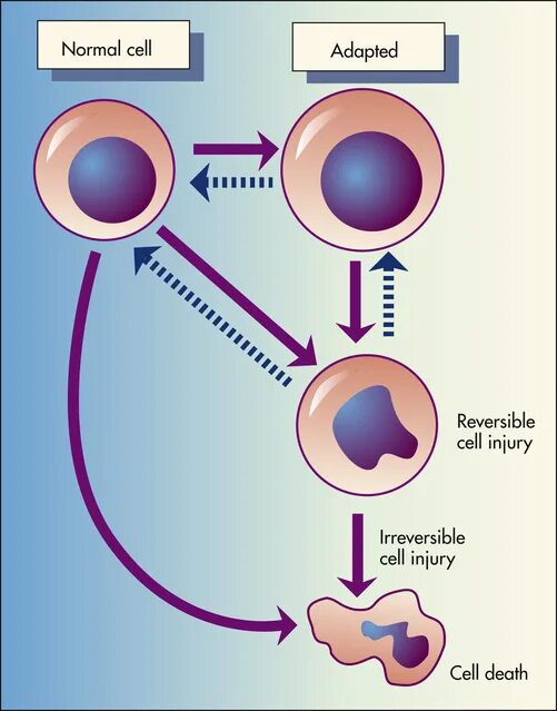Reversed cell. Irreversible injury and cell death.. morphologic changes in reversible cell injury and necrosis. normal b cell response. hypertrophy of the cell.